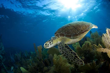 Tuinposter Green Sea turtle © tyler