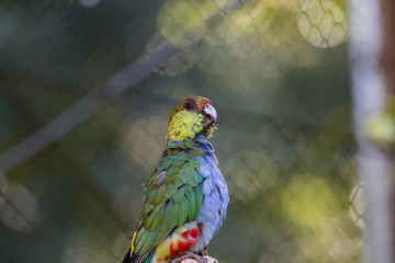 Perroquet © Jerome