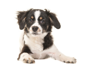 Cute mixed breed black and white puppy dog facing the camera lying on the floor on a white background seen from the front in a horizontal image