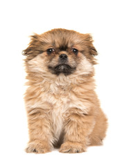 Obraz premium Cute sitting fluffy tibetan spaniel puppy facing the camera isolated on a white background