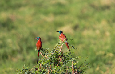 Carmine - Bee-Eater. Tsavo East, Kenya.