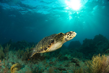 Naklejka na ściany i meble Hawksbill sea turtle in the Florida Keys