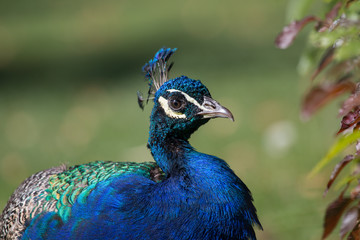 Obraz premium Paon bleu