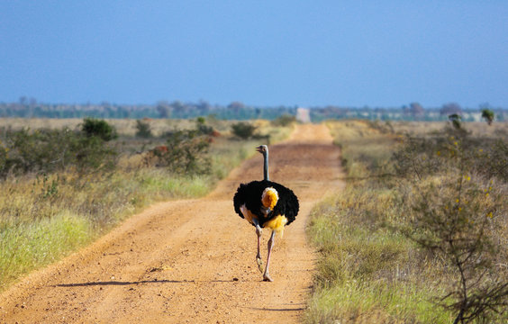 Struthio camelus (Ostrich), male - Tsavo East, Kenya