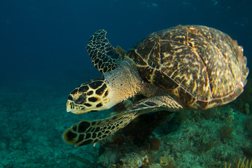 Obraz premium Hawksbill sea turtle in the Florida Keys