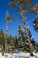 Bäume in verschneitem Wald