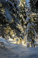 Verschneite Bäume im Wald