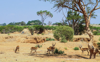 Impala rams on African savannah. Tsavo East, Kenya.
