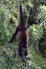 Howler monkey reaching down for new shoots, Guanacaste, Costa Rica