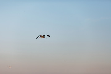 Fototapeta na wymiar The gull flying lonely in the sky
