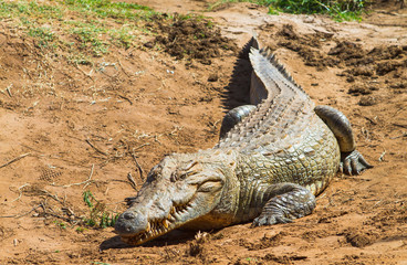 Nile Crocodile - Crocodylus niloticus, Galana river, Kenya