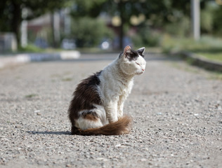wild street cat
