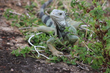 Iguana lookout