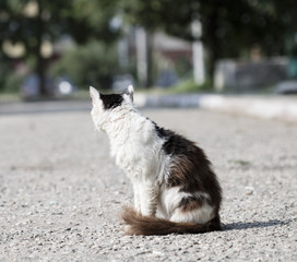 wild street cat
