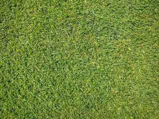 Golf course, natural green grass