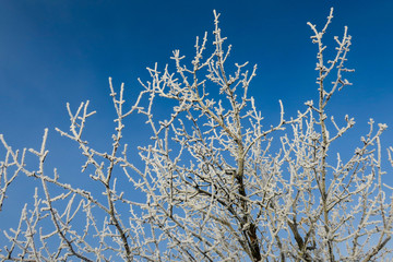 Vereiste Äste, blauer Himmel