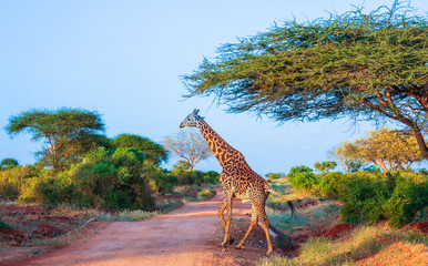 Giraffe in  East Tsavo Park in Kenya