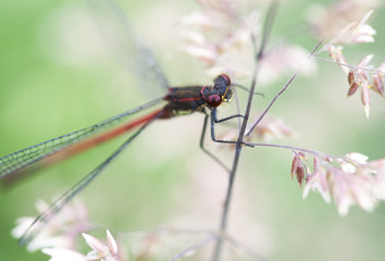 Rote Libelle am Halm
