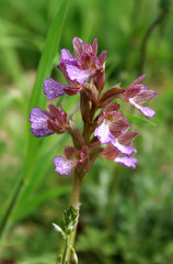 Wild Orchid