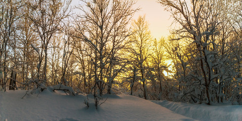 Winter forest.The snow-covered forest at sunset