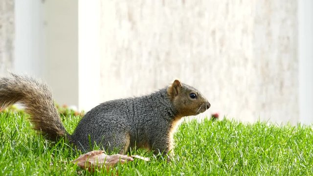 Cute little squirrel, saw at University of South California, Los Angeles, California
