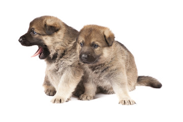 yawning puppies isolated over white background