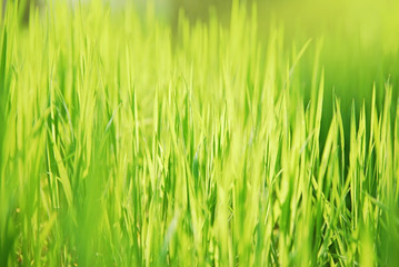 Fototapeta na wymiar spring grass close-up background