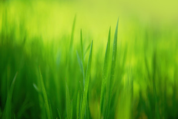 spring grass close-up background