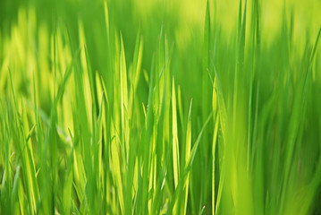 Fototapeta na wymiar spring grass close-up background
