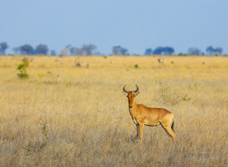 Coke's hartebeest (Alcelaphus buselaphus cokii). Tsavo East park
