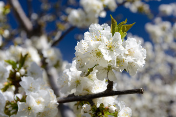 Cherry blossom 1