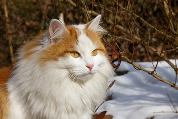 A cat in winter.
