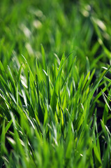 Spring view of winter wheat, which grows well and bushes