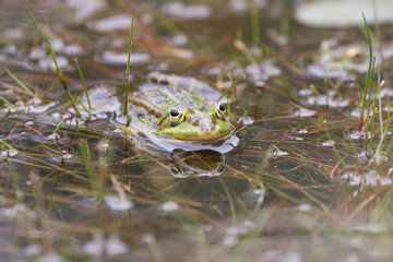 Frosch im Gartenteich