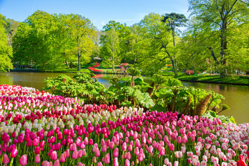 Keukenhof park in Netherlands. Flower bed of colourful tulips in spring. Colorful tulips in the Keukenhof park, Netherlands. Fresh blooming tulips in the spring garden.
