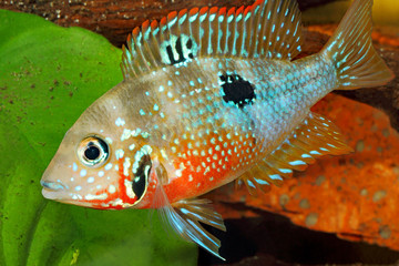 Mexican Fire Mouth (Thorichthys ellioti) - female