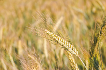 The rye crop (Secale cereale) on the field