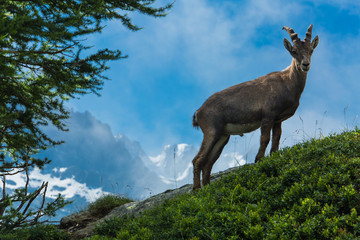 Mountain goat in the grassy meadows of the French Alps above Chamonix