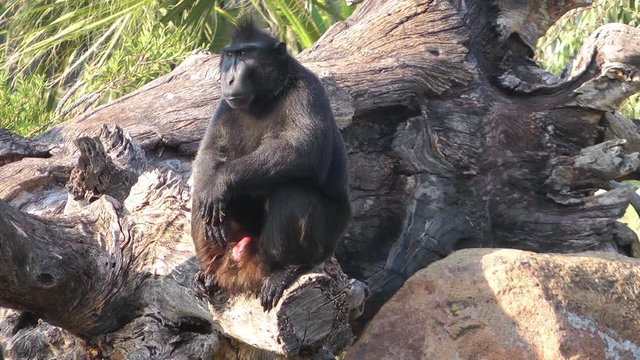 1920x1080 30 Fps. Very Nice Lonely Monkey Video.