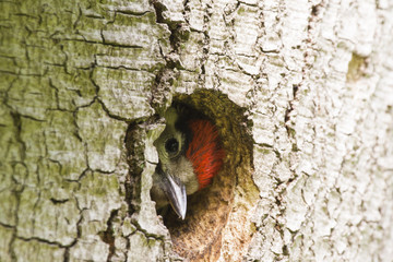 Kleiner Specht im Zuhause