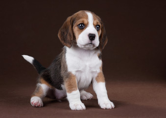 Cute little beagle puppy