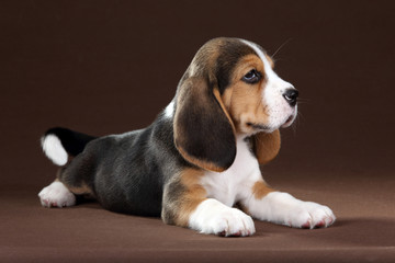 Cute little beagle puppy