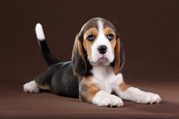 Cute little beagle puppy