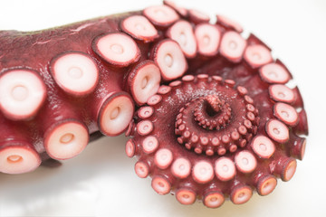 close up of octopus leg © ahirao