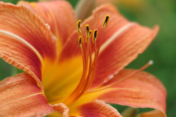 Fototapeta premium Orange Lily Closeup