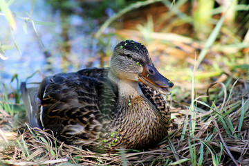 Duck
