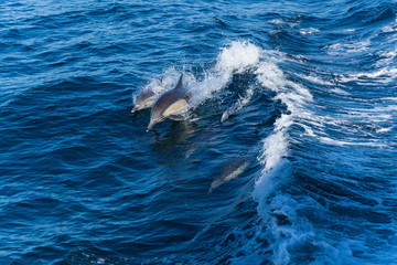 Obraz premium Dolphins jump in the wake of a boat in the Pacific ocean off the coast of Ventura, California