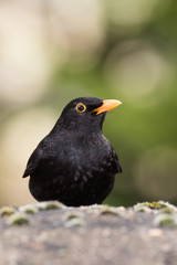 Blackbird, Turdus merula