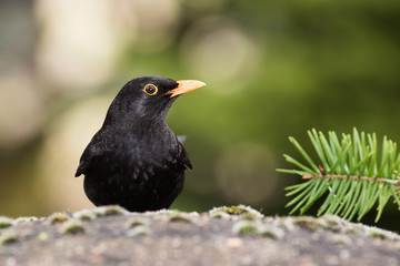 Blackbird, Turdus merula