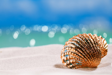 golden  tropical shell on white beach sand under sun light